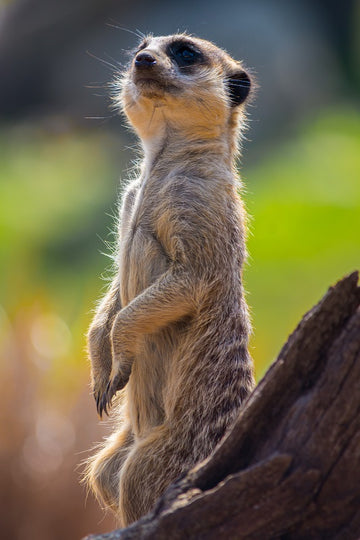 Sentry Duty