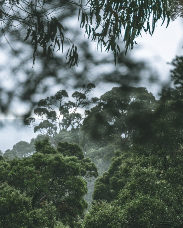 Serenity in the treetops