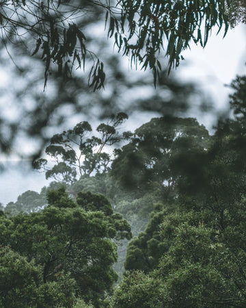 Serenity in the treetops
