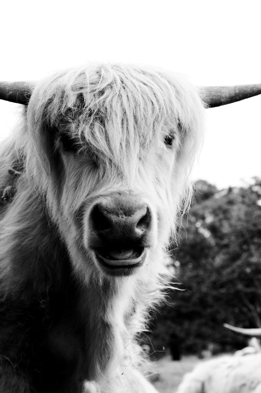 Shaggy