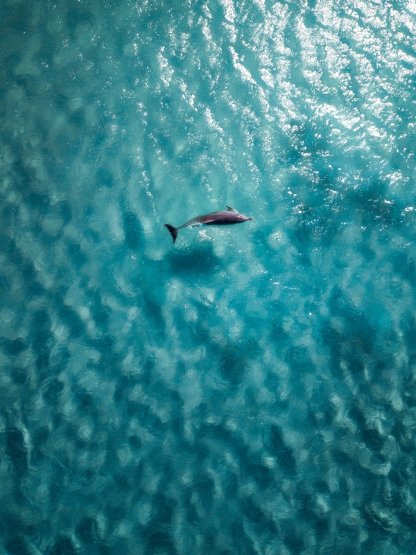 Shallow water dolphin
