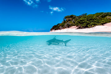 Shark Bay