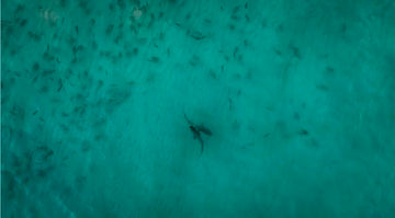 Shark love