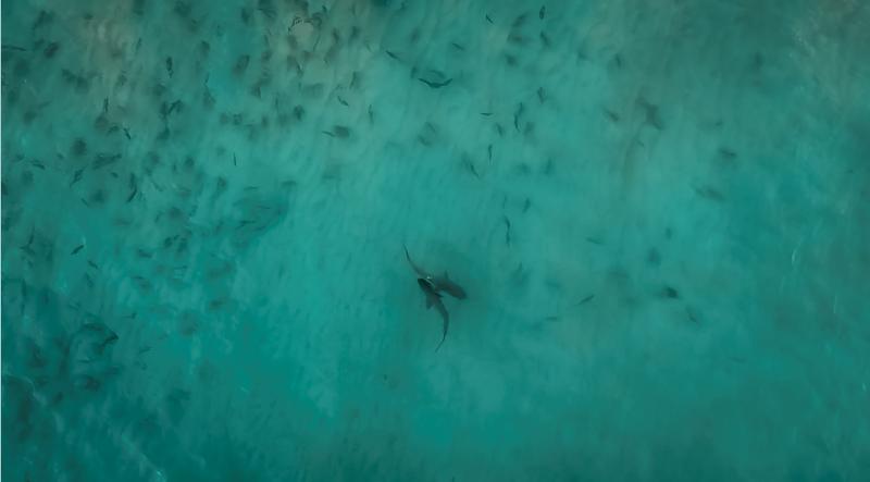 Shark love
