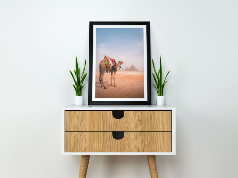 Camel & Giza Pyramids in Egypt