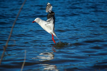 Silver Gull