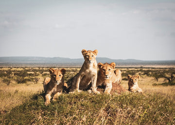 Simbas