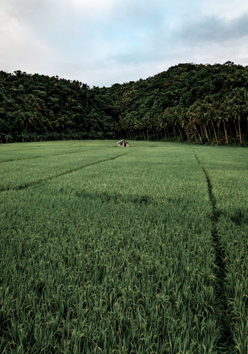 Simplicity Is Bliss