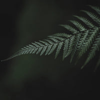 Single Tassie Fern