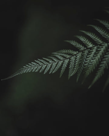 Single Tassie Fern