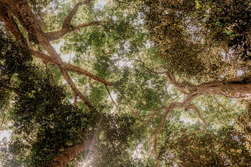Skywoods