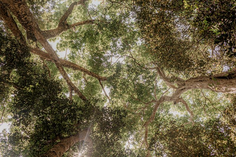 Skywoods