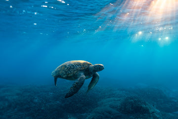 Sleepy Turtle