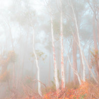 Softly Hidden