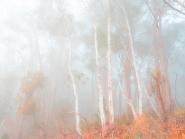 Softly Hidden