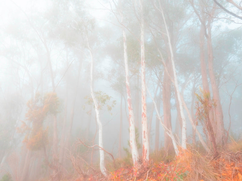Softly Hidden