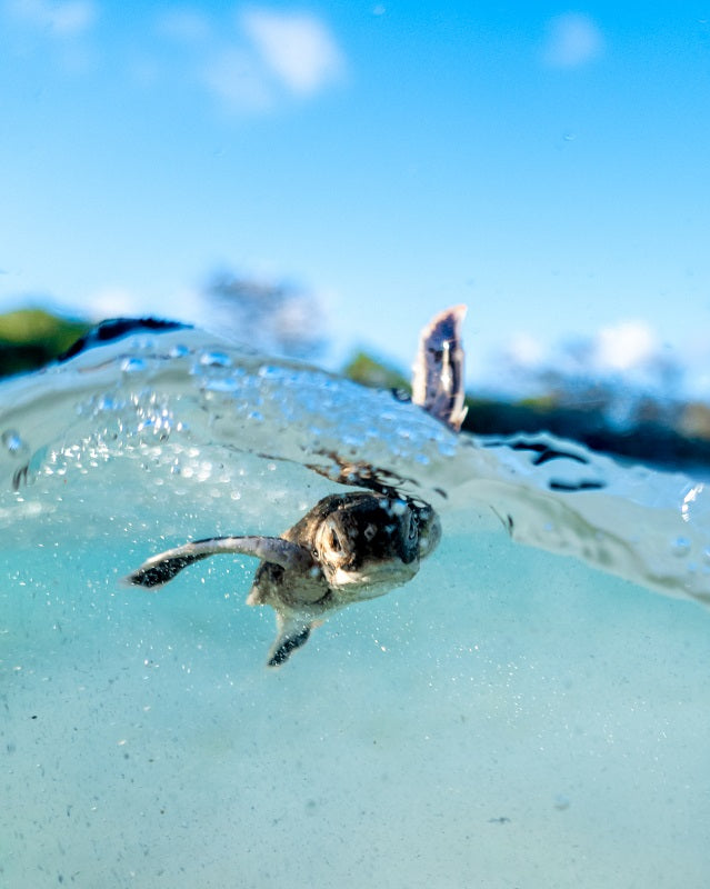 Splash