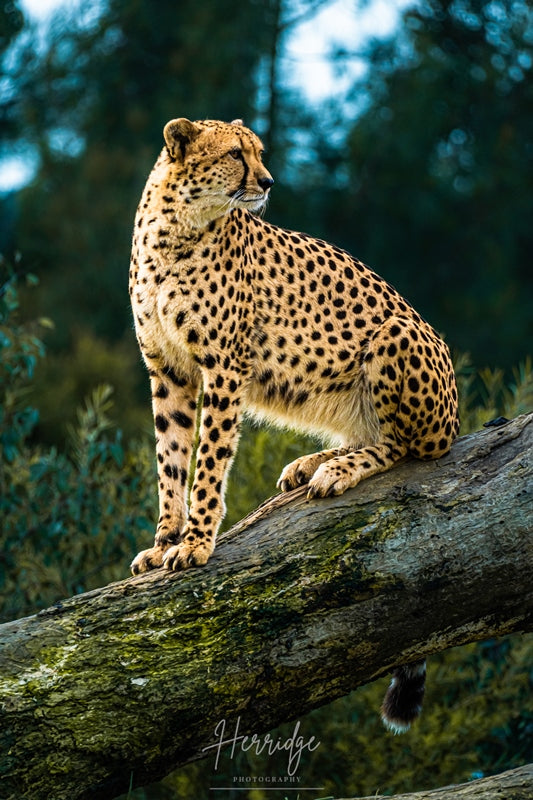 Spotted feline