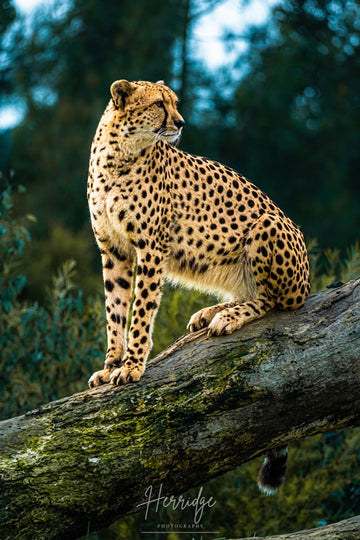 Spotted feline
