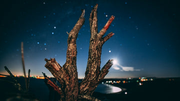 Star Gazing