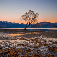 The Wanaka Tree