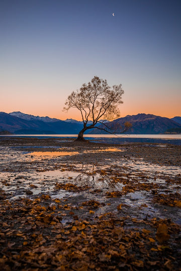The Wanaka Tree