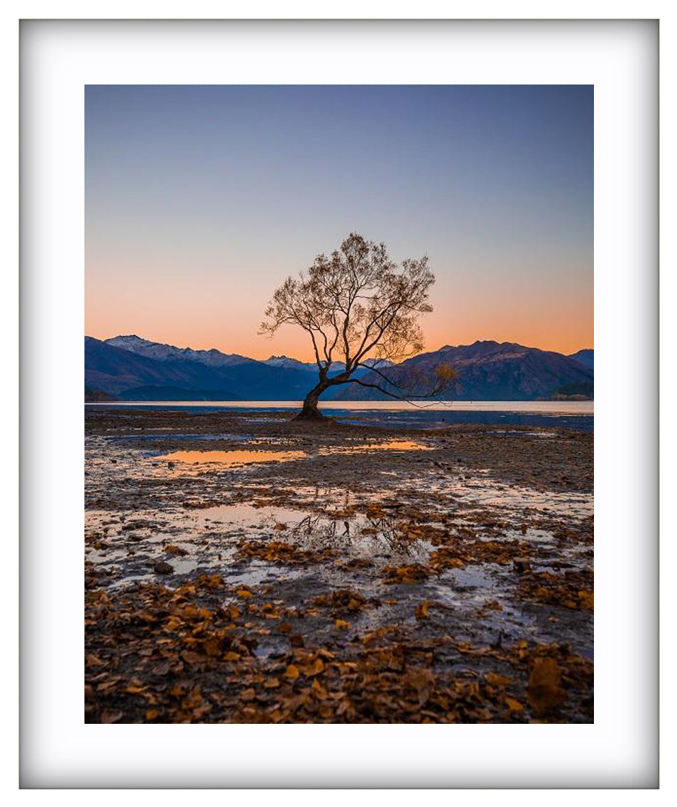 The Wanaka Tree