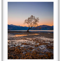 The Wanaka Tree