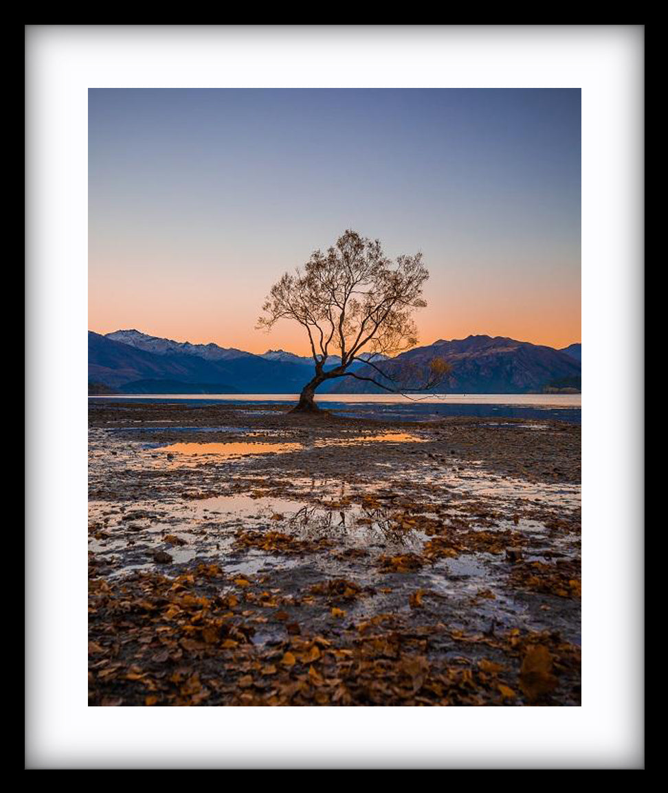 The Wanaka Tree