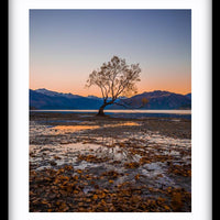 The Wanaka Tree