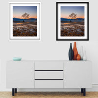 The Wanaka Tree