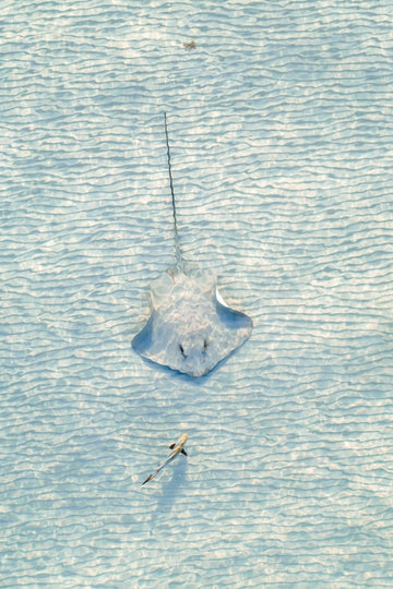 Stingray