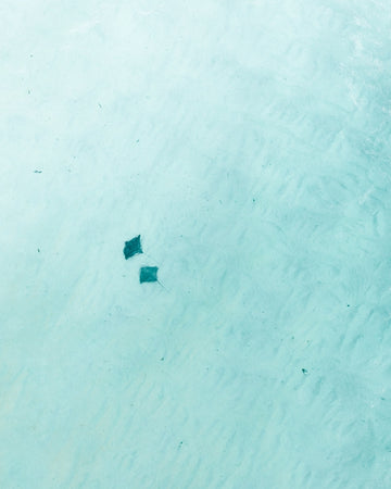 Stingray lovers