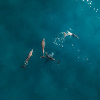 Stradie Dolphins