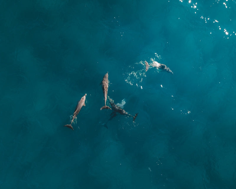 Stradie Dolphins