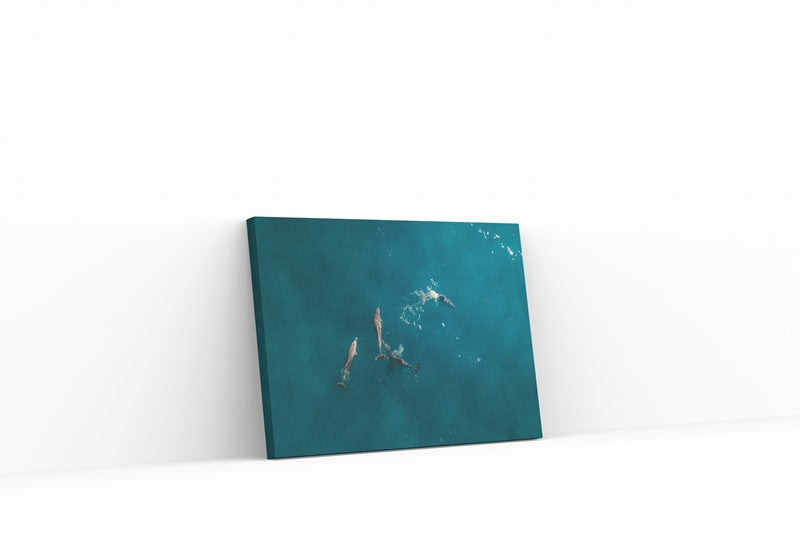 Stradie Dolphins