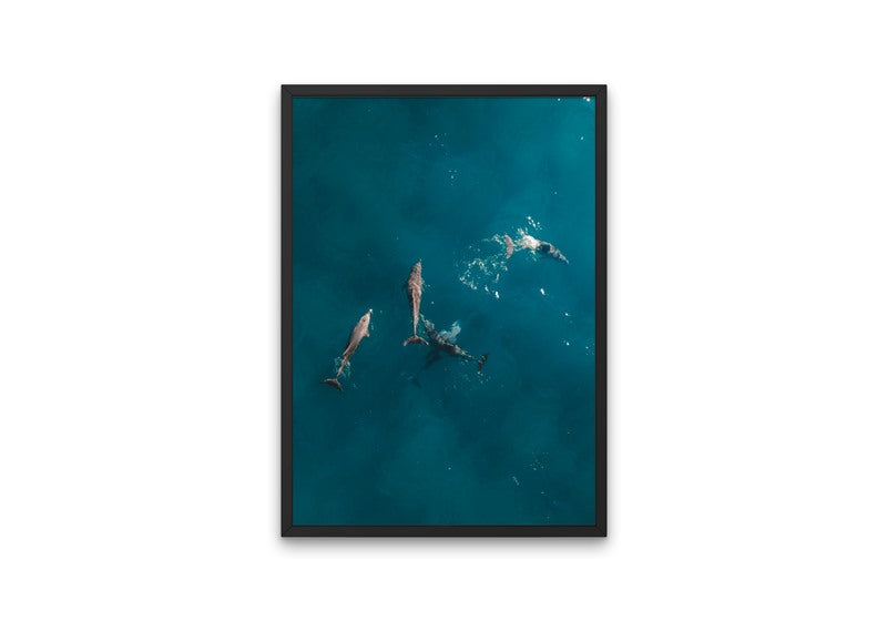 Stradie Dolphins
