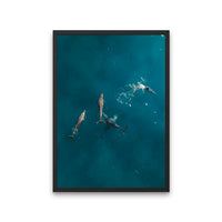 Stradie Dolphins