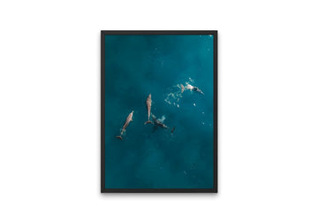 Stradie Dolphins