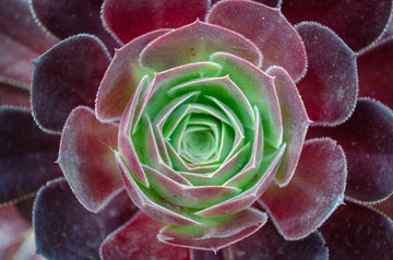 Succulent