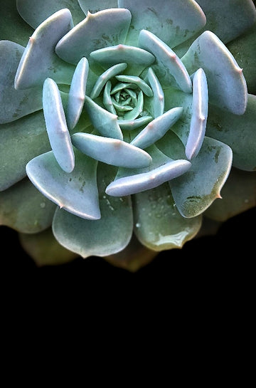 Succulent Details