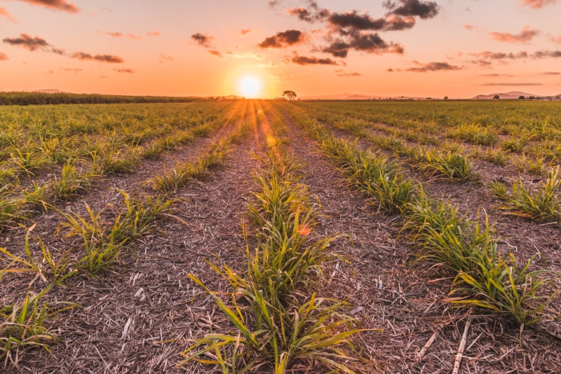 Sugar Cane Sunset