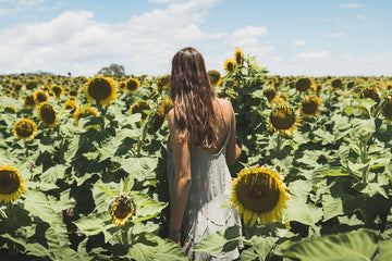 Sunflower Dream | New South Wales