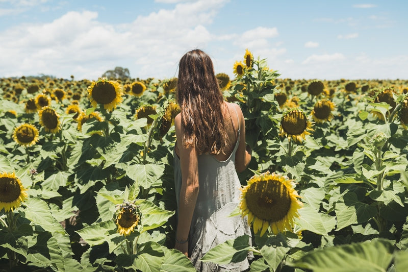 Sunflower Dream | New South Wales