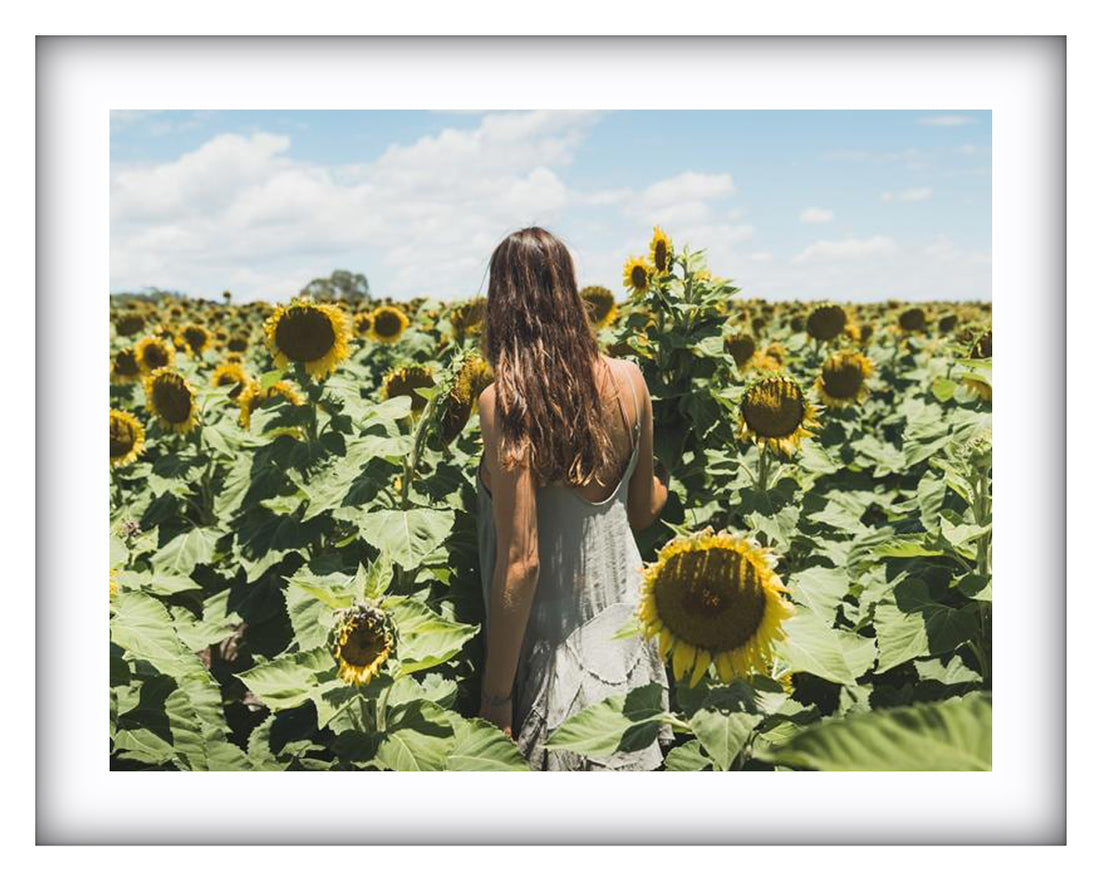 Sunflower Dream | New South Wales