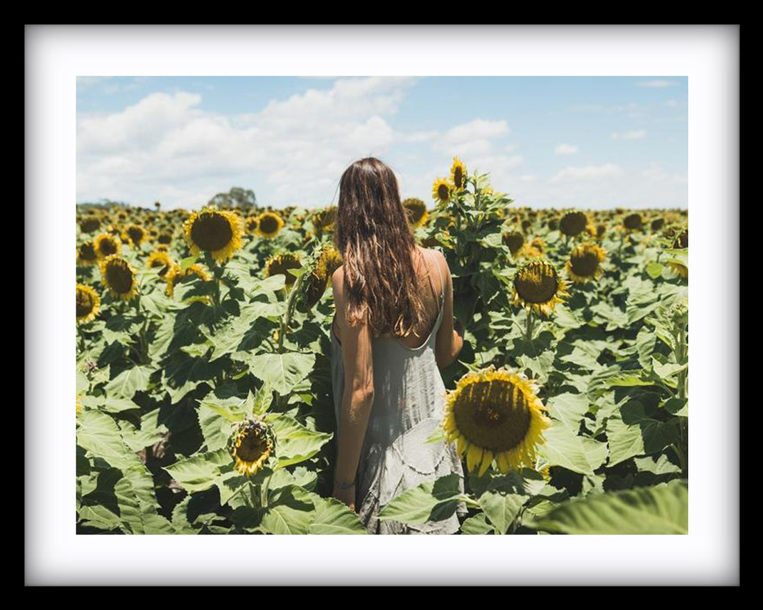 Sunflower Dream | New South Wales
