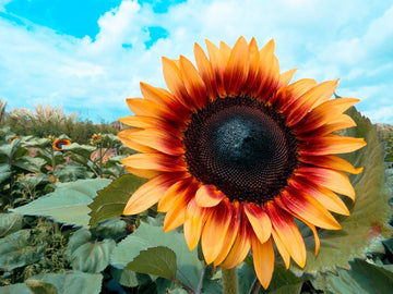 Sunflower Time