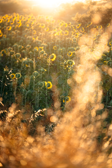 Sunflowers