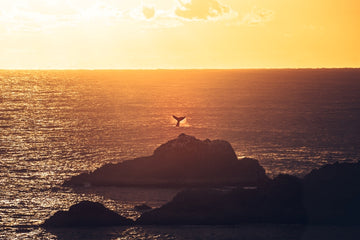 Sunrise Splash