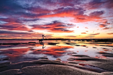 Sunrise Watcher